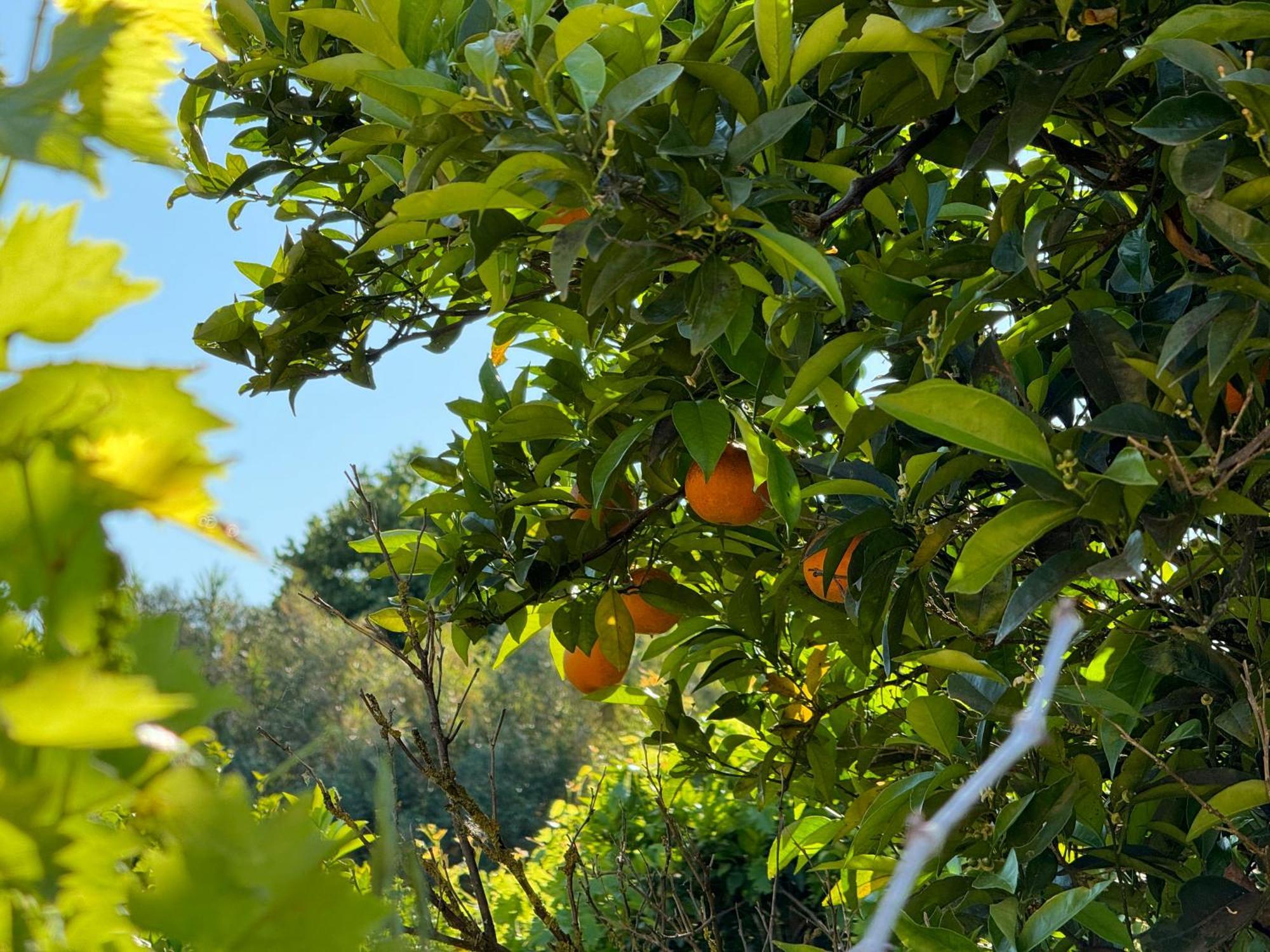 L'Orto Villa San Vero Milis Buitenkant foto